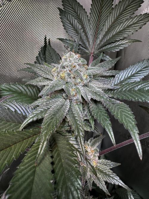 2x Dantes Cherrycana Revers. Week 14