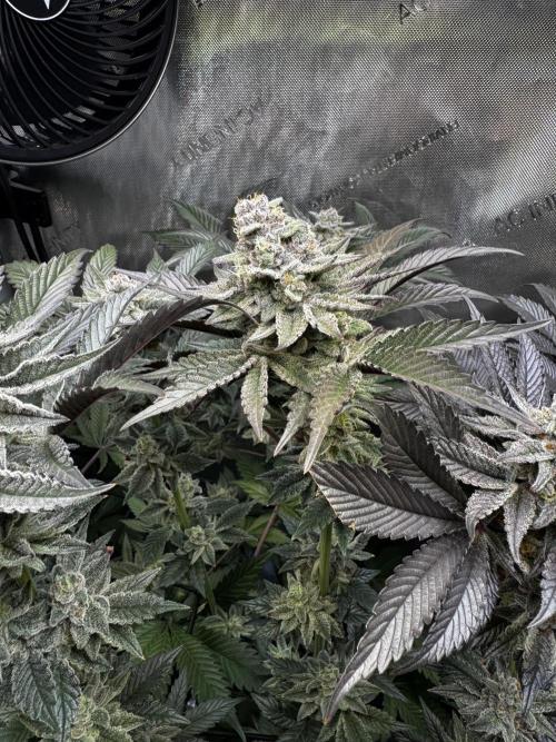 2x Dantes Cherrycana Revers. Week 14
