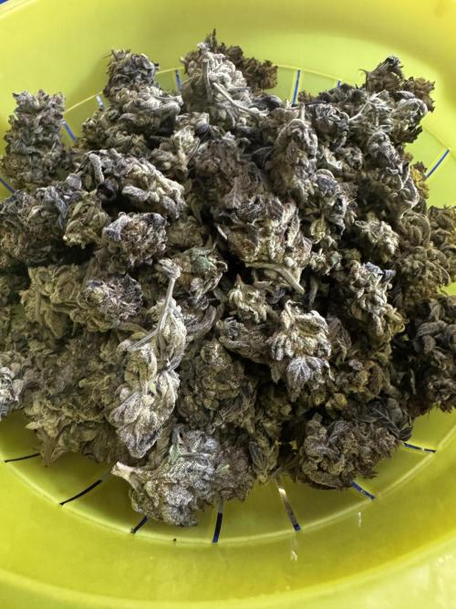 2x Cap Junky Scrog. Week 17