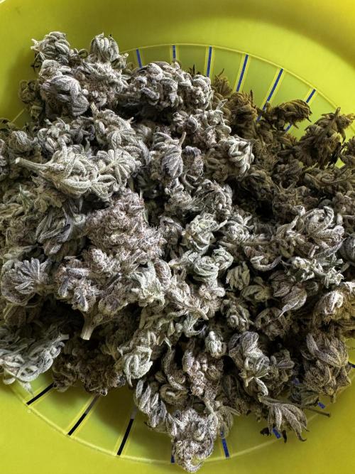hydroponic Dante’s Cherrycana. Week 15