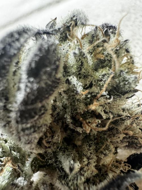 hydroponic Dante’s Cherrycana. Week 15