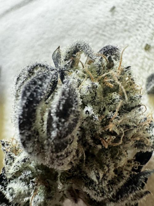 hydroponic Dante’s Cherrycana. Week 15