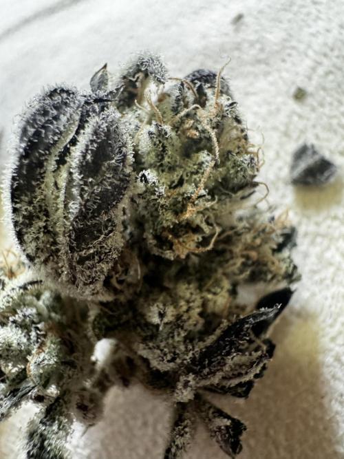 hydroponic Dante’s Cherrycana. Week 15