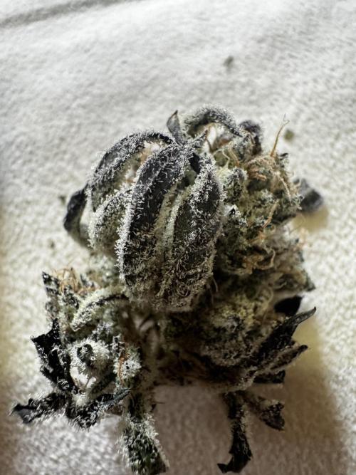 hydroponic Dante’s Cherrycana. Week 15