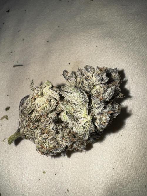 hydroponic Dante’s Cherrycana. Week 15