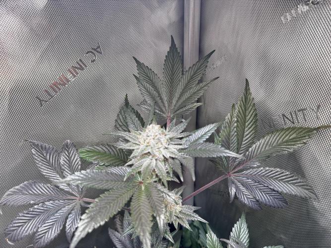 2x Dantes Cherrycana Revers. Week 15