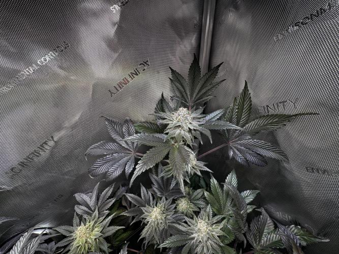 2x Dantes Cherrycana Revers. Week 15