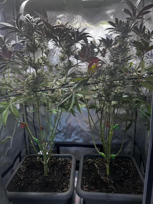 2x Dantes Cherrycana Revers. Week 15