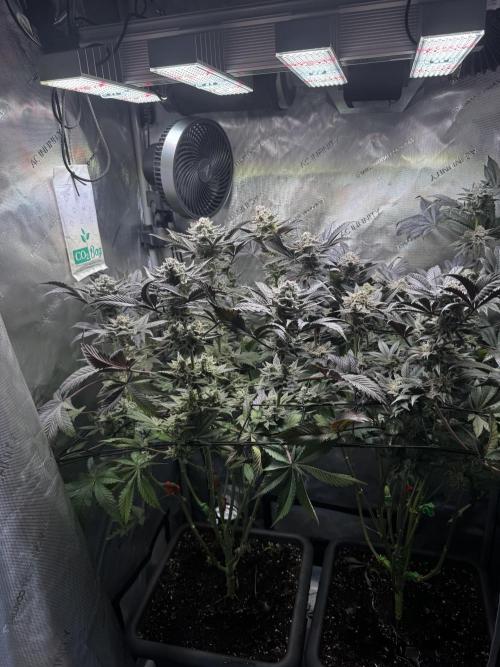 2x Dantes Cherrycana Revers. Week 15