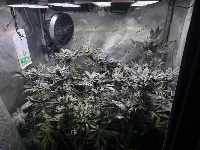2x Dantes Cherrycana Revers. Week 15