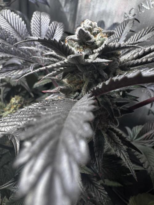 2x Dantes Cherrycana Revers. Week 15