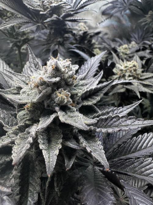 2x Dantes Cherrycana Revers. Week 15