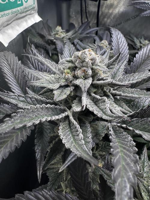 2x Dantes Cherrycana Revers. Week 15