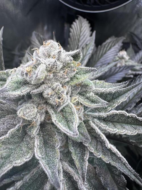 2x Dantes Cherrycana Revers. Week 15
