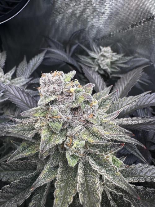 2x Dantes Cherrycana Revers. Week 15