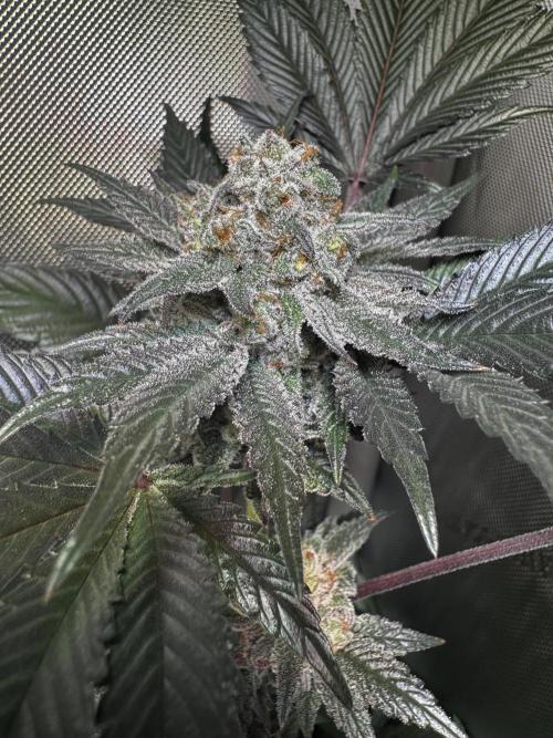 2x Dantes Cherrycana Revers. Week 15