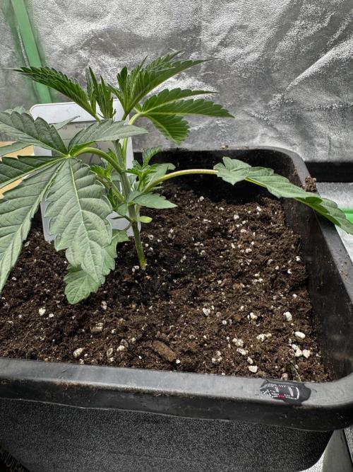 Potion. Week 2