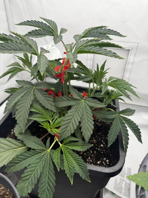 Wizard Trees Potion Scrog. Week 3