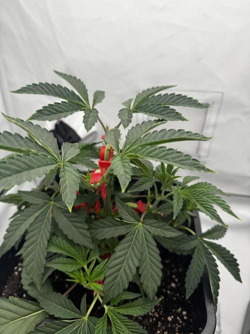 Potion. Week 3