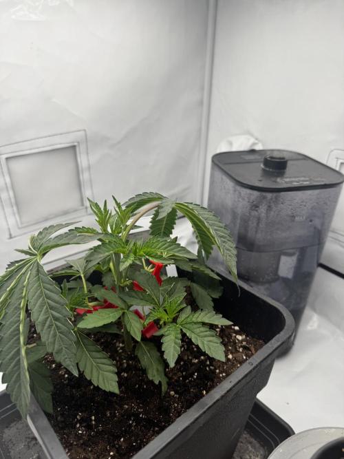Wizard Trees Potion Scrog. Week 2