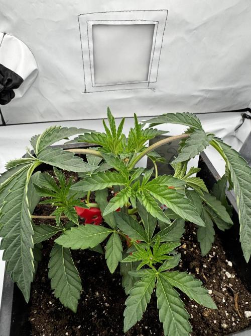 Wizard Trees Potion Scrog. Week 2