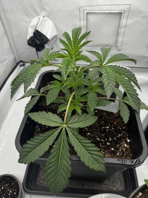 Potion. Week 2