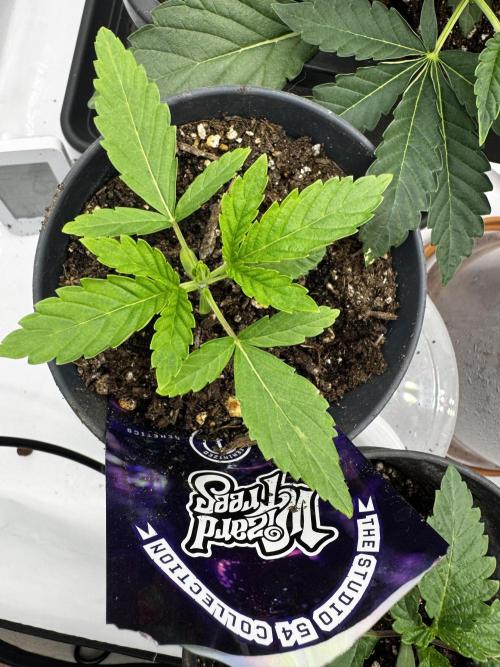 Fruity Cali Strains. Week 3