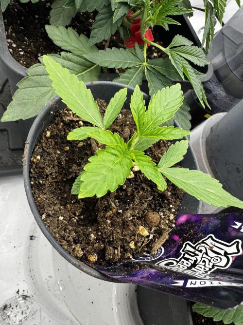 Fruity Cali Strains. Week 3