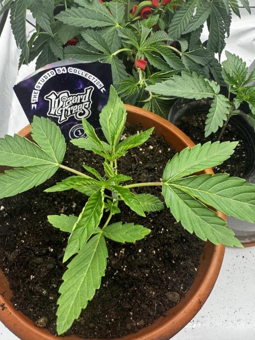 Fruity Cali Strains. Week 3