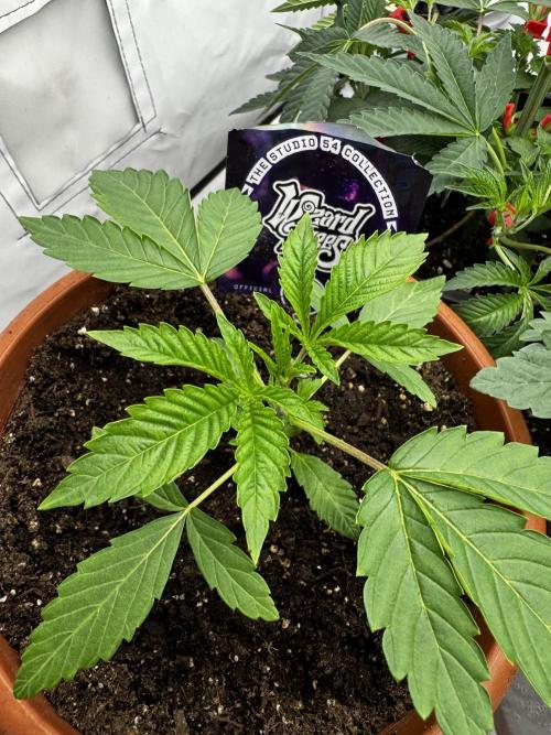 Fruity Cali Strains. Week 3