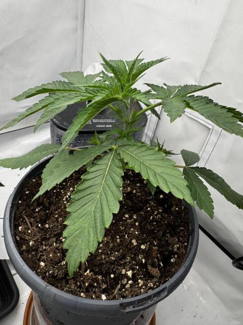 Fruity Cali Strains. Week 3