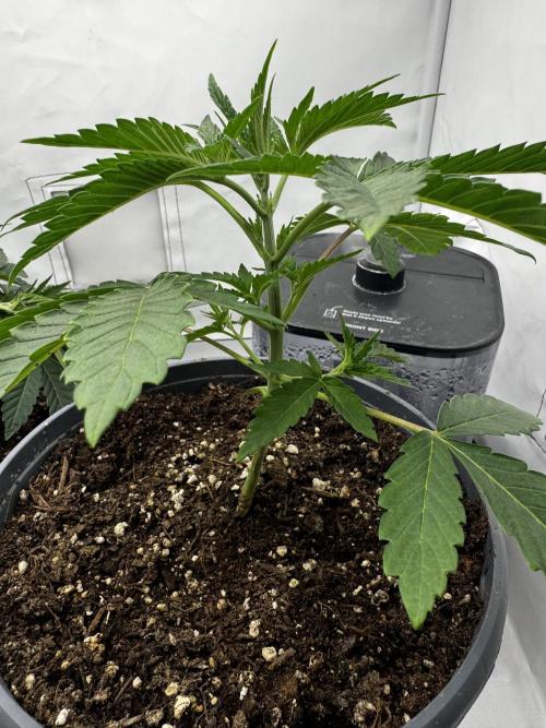 Fruity Cali Strains. Week 3
