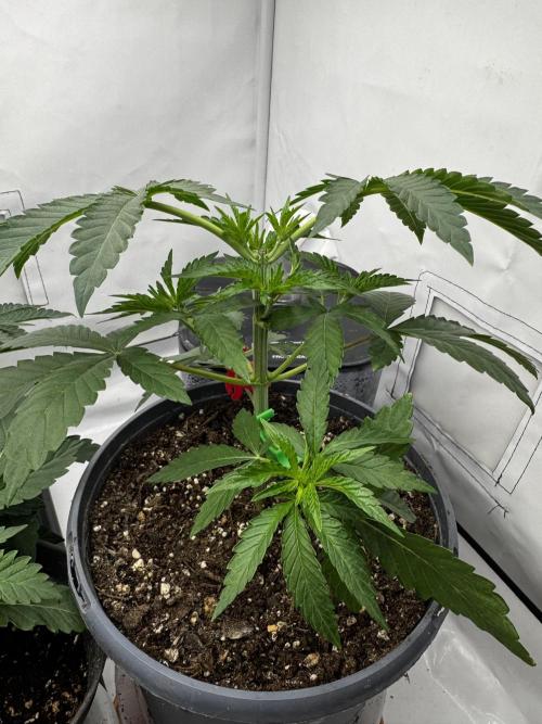 Fruity Cali Strains. Week 3
