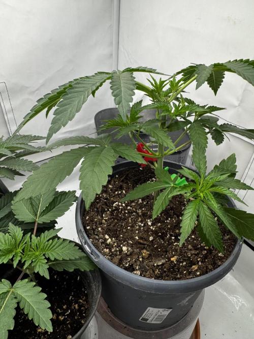 Fruity Cali Strains. Week 3
