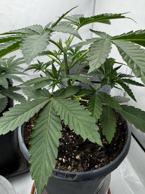 Fruity Cali Strains. Week 3