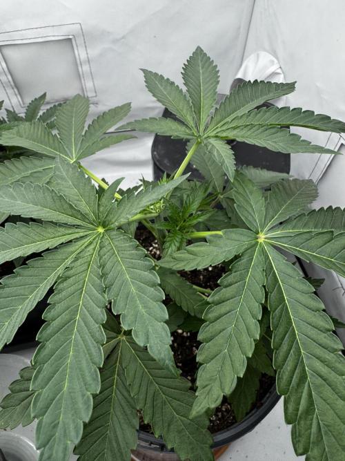 Fruity Cali Strains. Week 3