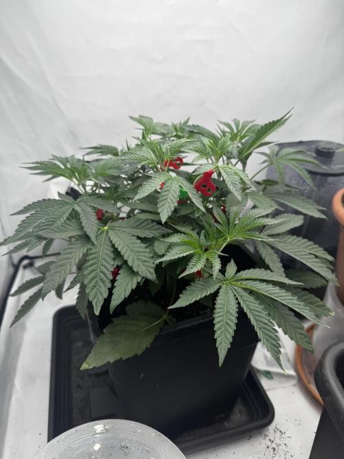 Wizard Trees Potion Scrog. Week 4