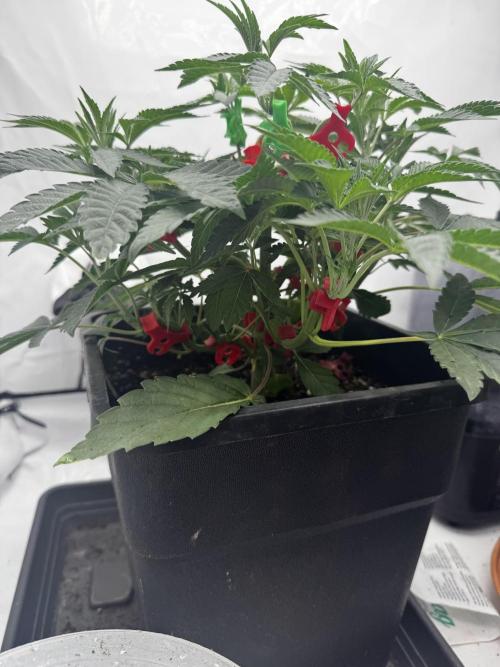 Wizard Trees Potion Scrog. Week 4