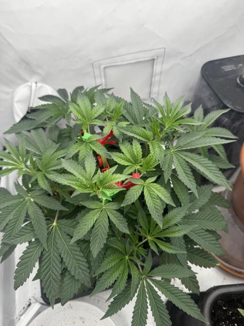 Wizard Trees Potion Scrog. Week 4