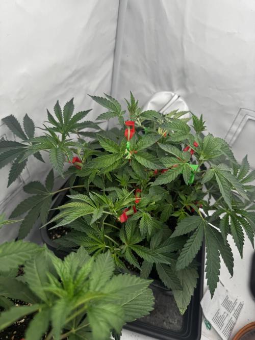 Wizard Trees Potion Scrog. Week 4