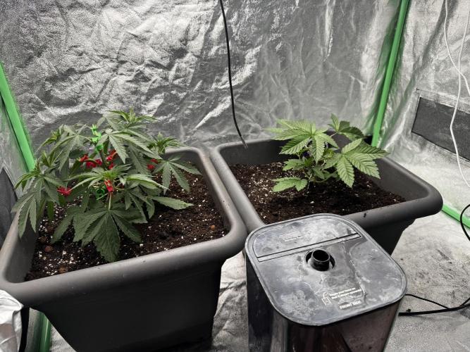 Fruity Cali Strains. Week 4