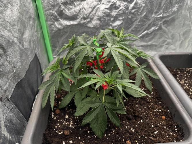 Fruity Cali Strains. Week 4