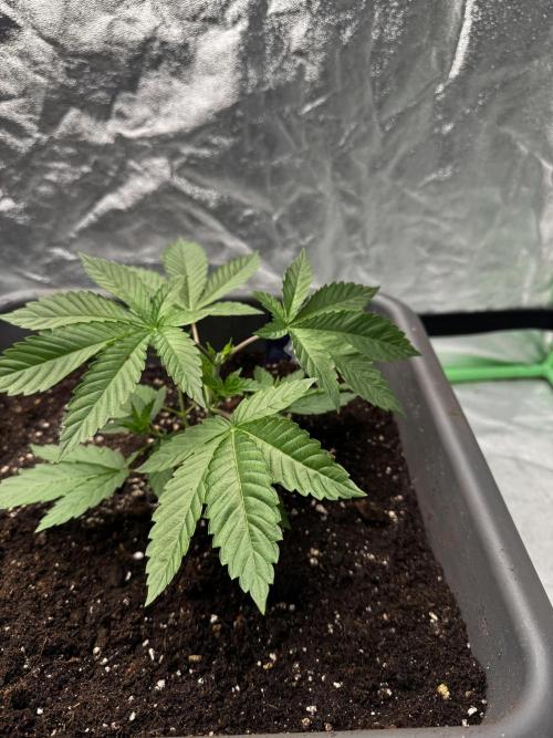 Fruity Cali Strains. Week 4