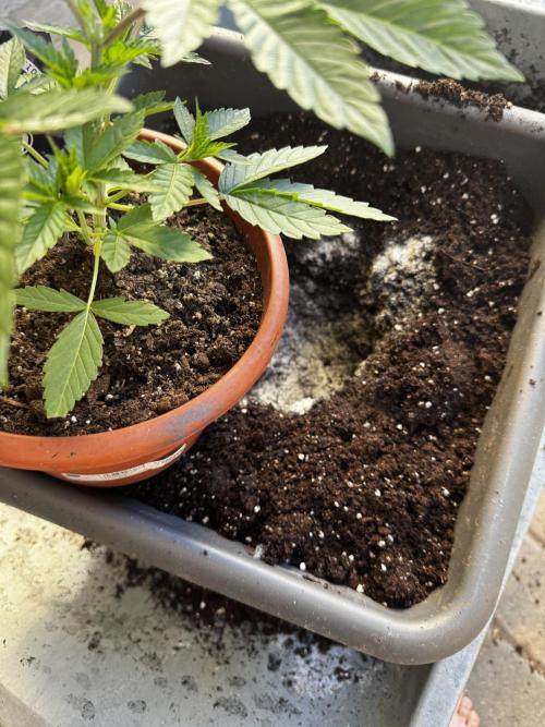 Fruity Cali Strains. Week 4