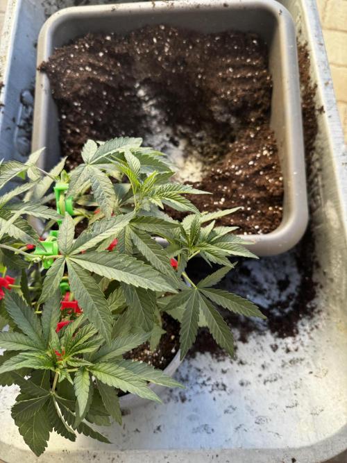 Fruity Cali Strains. Week 4