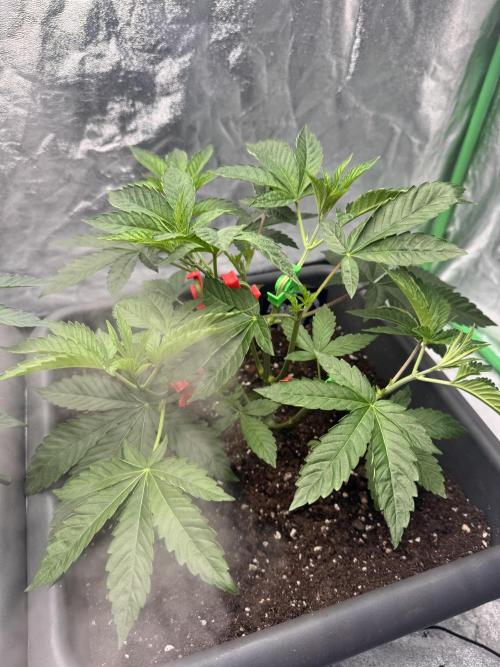 Fruity Cali Strains. Week 5 - Studio cherry 