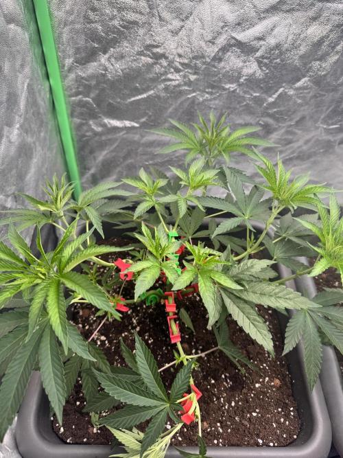 Fruity Cali Strains. Week 5 - Lemonessence