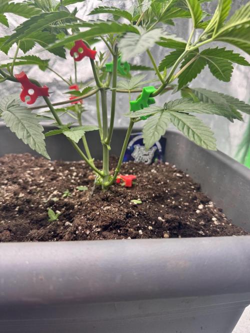 Fruity Cali Strains. Week 5 - Studio cherry 