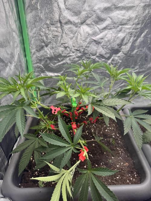 Fruity Cali Strains. Week 5 - Lemonessence 