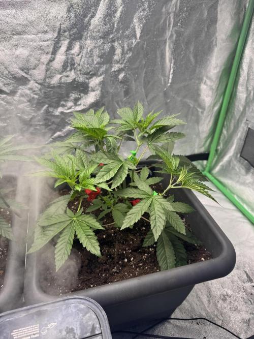 Fruity Cali Strains. Week 5 - Studio cherry 